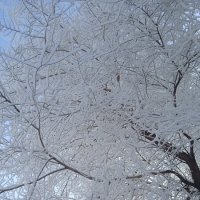 март :: Елена Шаламова