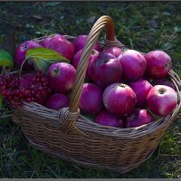 Корзинка с красными яблоками и калиной. :: Александр Дмитриев