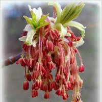 Американский ясенелистный клен :: Наталья ***