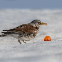 Дрозд рябинник. :: Николай Ловец