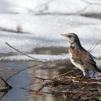 Весна. Дрозды прилетели. :: Владимир Безбородов