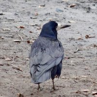 Грач :: Наталья ***