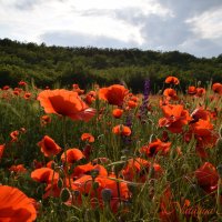 Природа Крыма :: Изумительная Космея