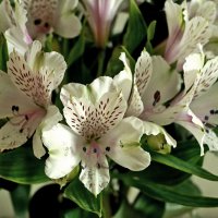 Альстромерии :: Светлана 