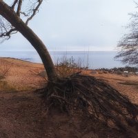 Падающая сосна. :: Лилия *