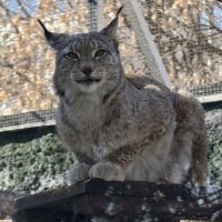 Рысь :: <<< Наташа >>>