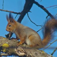 *** :: gawrilа - dan