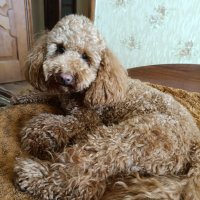 Филя отдыхает, а я мешаю. :: Ирина ***