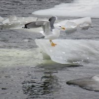 Мартовские серебристые чайки :: Александр Чеботарь