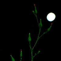 *** :: Светлана 