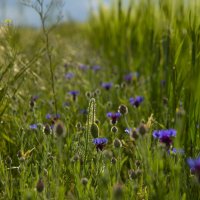 *** :: Яна Горбунова