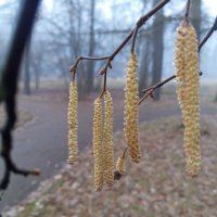 Орешник :: Сапсан 