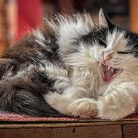 НЕ ПРИСТАВАЙТЕ ... НЕ БУДИТЕ ВО МНЕ ЗВЕРЯ ... ! :: Владимир Железнов