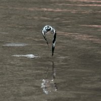 Малый пегий зимородок :: Yudong Liu