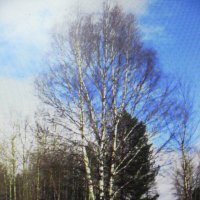 Весенняя красота :: Людмила Смородинская