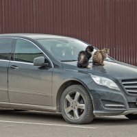 Свидание на Мерседесе :: Валерий Иванович