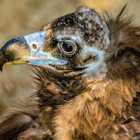 ГРИФ :: Аркадий Лаптенко