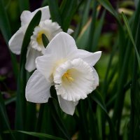 нарцисс. :: Aleksandr .