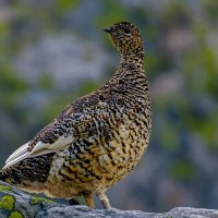 Тундряная куропатка :: Aleksey Afonin