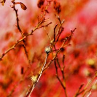 Гибискус :: Юрий Гайворонскiий