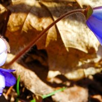 Весенние цветы (печёноцницы). :: Милешкин Владимир Алексеевич 