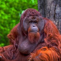 Суматранский орангутан :: Aleksey Afonin