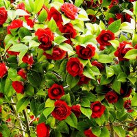 Весна(серия) :: Владимир Манкер