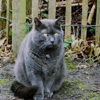 Наблюдатель :: Владимир Манкер