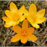 Пошли первые крокусы :: Aleksandr Gal