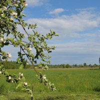 ЦВЕТУЩИЙ МЕСЯЦ МАЙ :: Валентина 