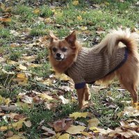 Чихуахуа :: Рита Симонова