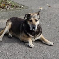 Парковая дворняжка Альма, постарела :: Рита Симонова