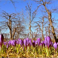 Крокусы и яблони :: VasiLina *