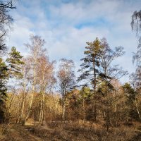 Калининградская область. Куршская коса. :: Sergey 