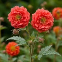 ЦВЕТЫ :: МАРИЯ ПОПОВА