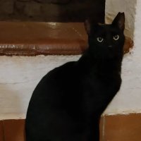 Чепный кот в Египте :: Ирэн 