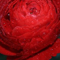 ----------------- :: igor G.