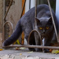 Сижу за решеткой :: Savayr 