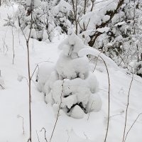 деревья в снегу :: Владимир 