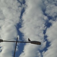 "я правлю в открытое..." - мною :: sv.kaschuk 