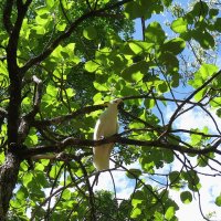 Большой желтохохлый какаду. :: unix (Илья Утропов)