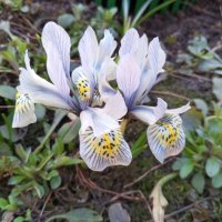 Ирис :: Сапсан 