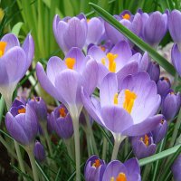 Крокусы :: Лидия Бусурина