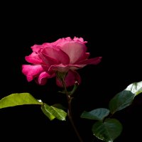 Роза :: Игорь Сикорский