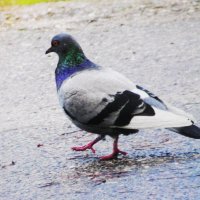 В поисках еды :: Людмила Смородинская