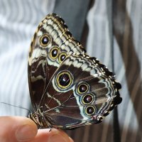 В парке бабочек :: Галина Ильясова