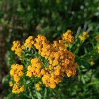 пижма :: Елена Шаламова