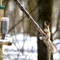 Белка :: Сергей Владимирович Егоров