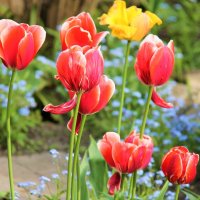 ТЮЛЬПАНЫ -ВЕСТНИКИ ВЕСНЫ :: Валентина 