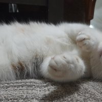 Мурка :: СЕРГЕЙ ФИЛОЧКИН